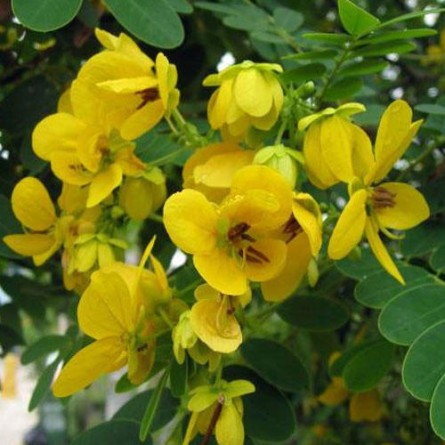 Cassia Biflora